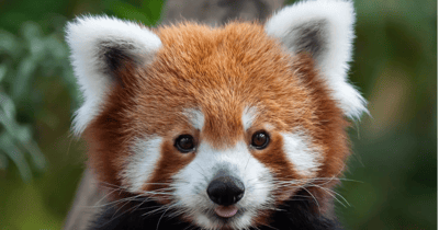 Animais fofos