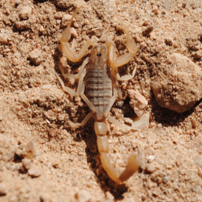 El escorpión