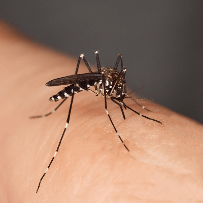El mosquito