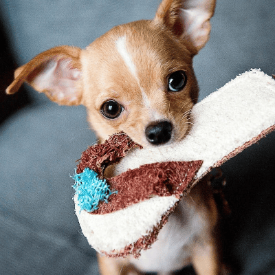 El perro