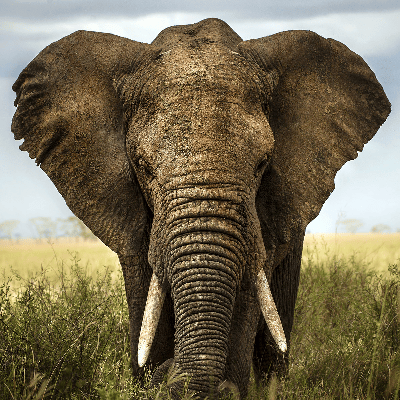 El elefante