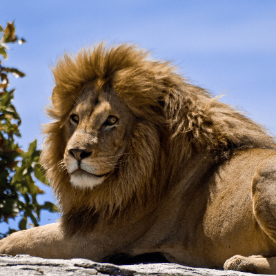 El león