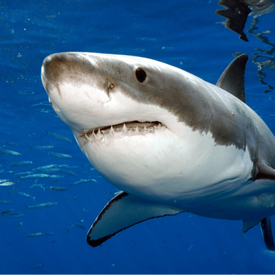 El tiburón blanco
