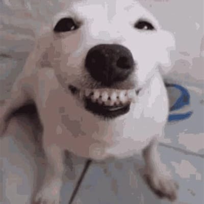 O Cachorro Esquisito