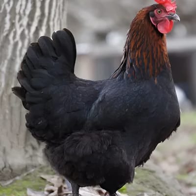 Noirans Chicken
