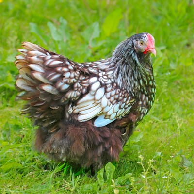 Silver Laced Orpington