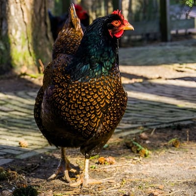 Double Laced Barnevelder