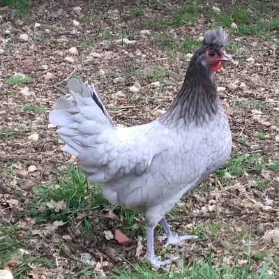 Blue Appenzeller Chicken