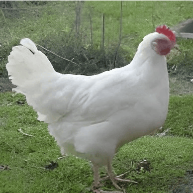 Leghorn Chicken