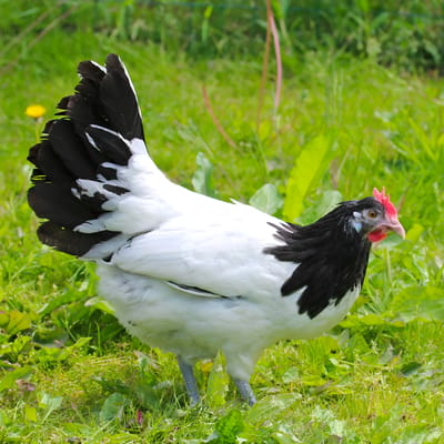 Lakenvelder Chicken