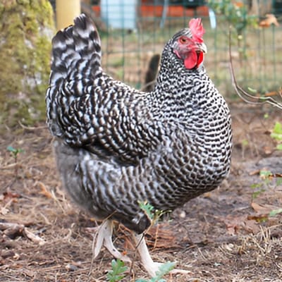 Coucou de Rennes Chicken