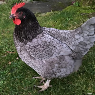 Blue Ash Chicken