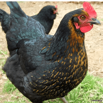 Black Arco Chicken with Golden Hackle