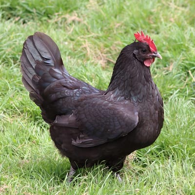 Janze Chicken