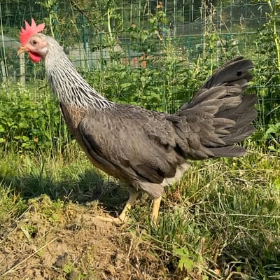 Silver Leghorn Chicken