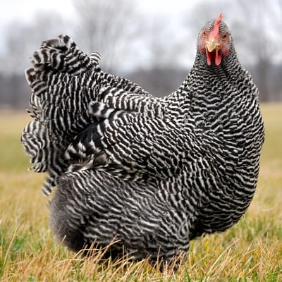 Amrock Chicken