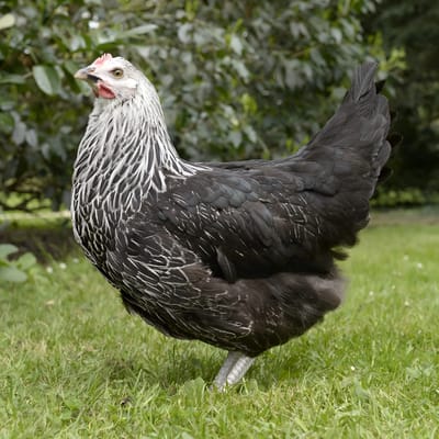 Médicis Chicken