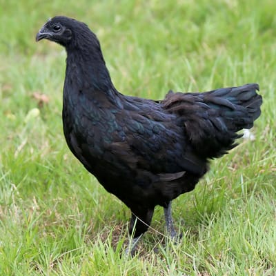 Ayam Cemani Chicken