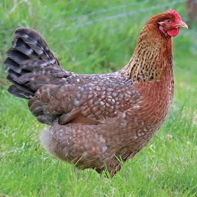 Bielfelder Chicken