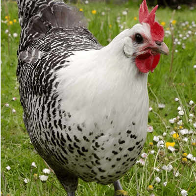 Silver Braekel Chicken