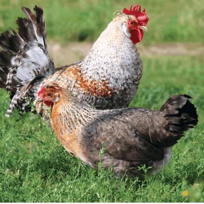Cream Legbar Chicken