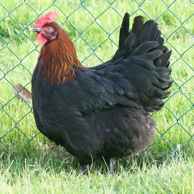 Black Copper Marans Chicken