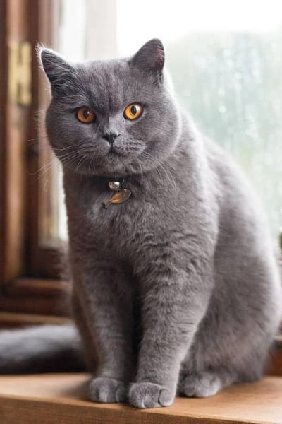 Grigio