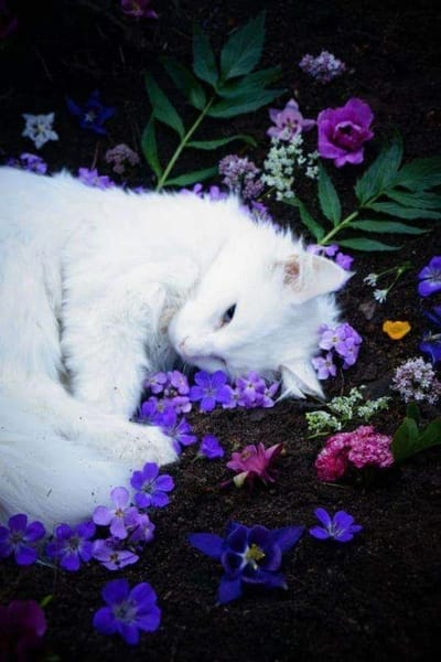 Bianco