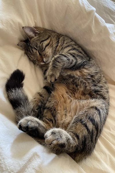 Tabby
