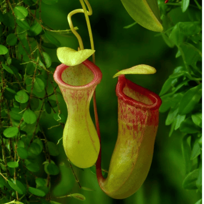 Nepenthes