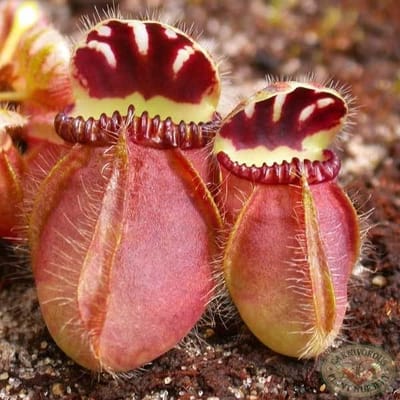 Cephalotus