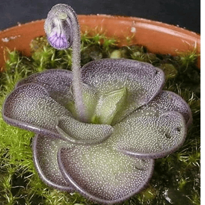Pinguicula