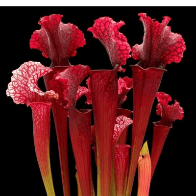 Sarracenia