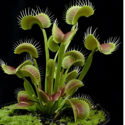 Dionaea