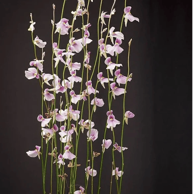 Utricularia