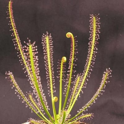 Drosera