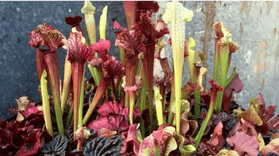 Plantas