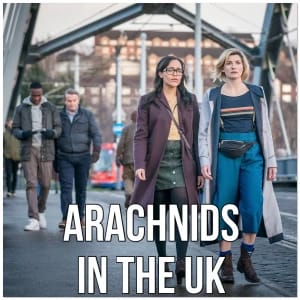 Arachnids In The UK