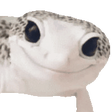 karssiWink