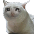 bonbon21Cat
