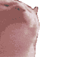 camdarCat