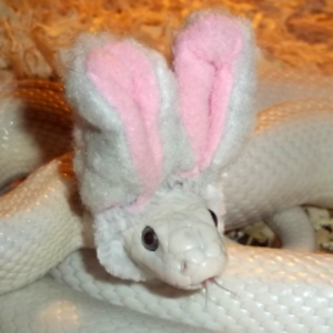 SerpentLapin